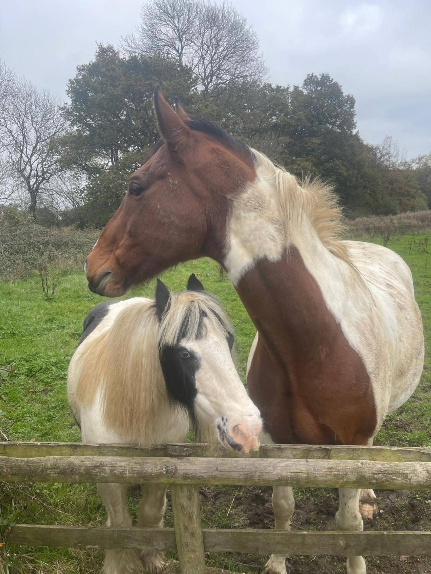 Mulberry House Farm Mulberry Lodge Chippenham  Esterno foto